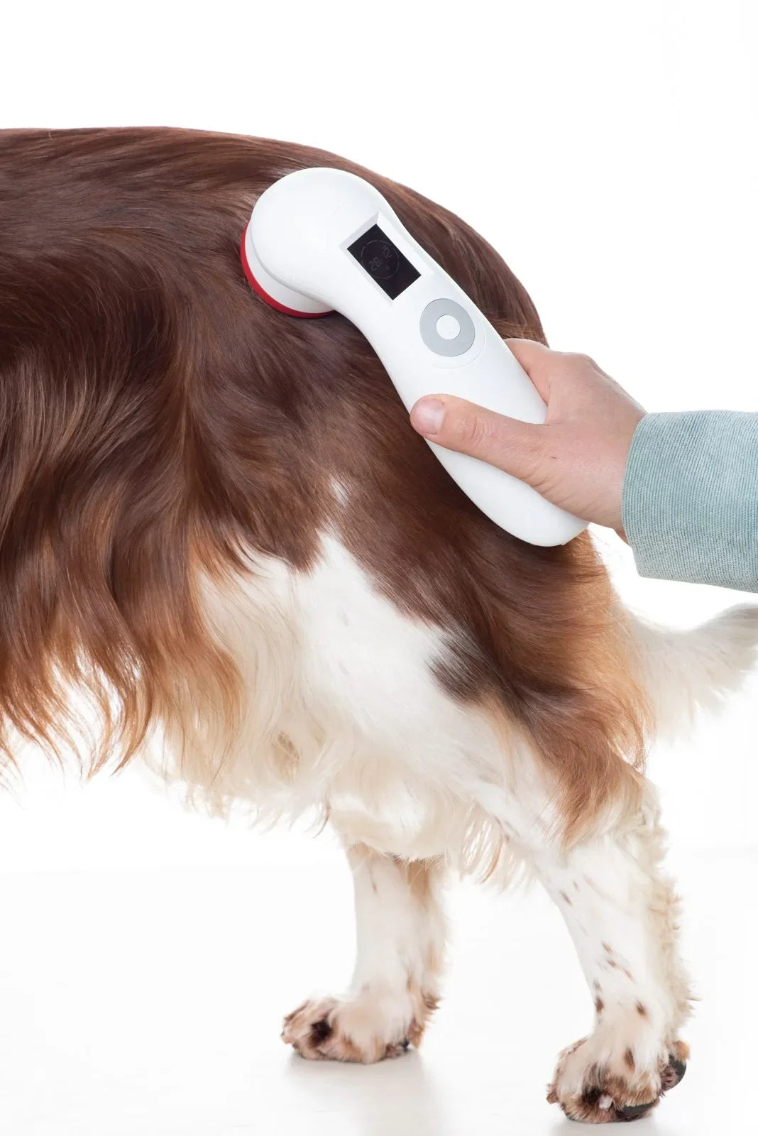 heupdysplasie bij honden