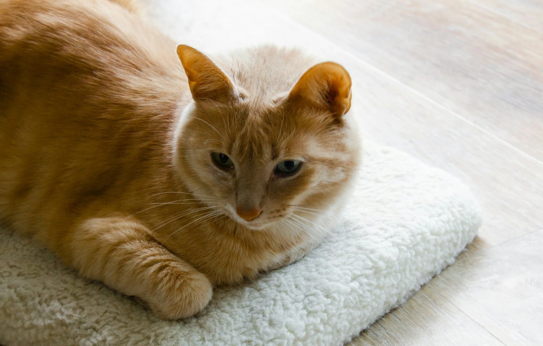droge huid kat ligt op de grond