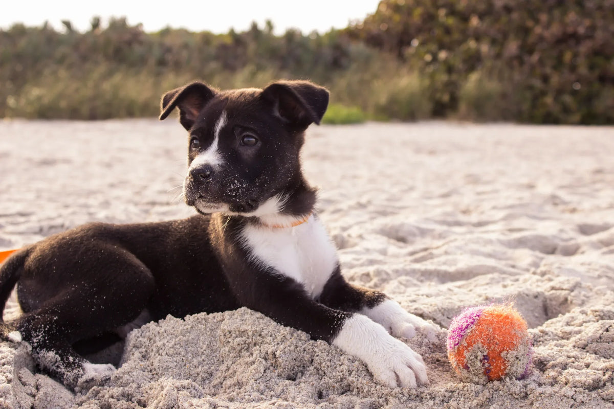 patella luxatie hond|patella luxatie hond word behandeld met rood licht apparaat|