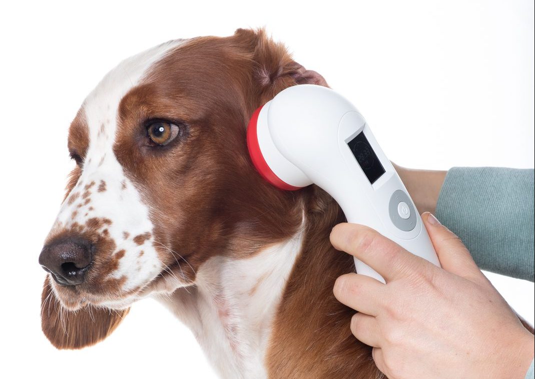 rood licht therapie hond