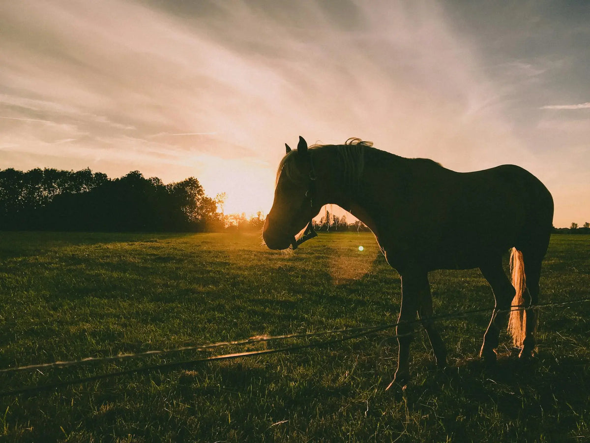 paard wond paard in weiland met zonsondergang op de achtergrond