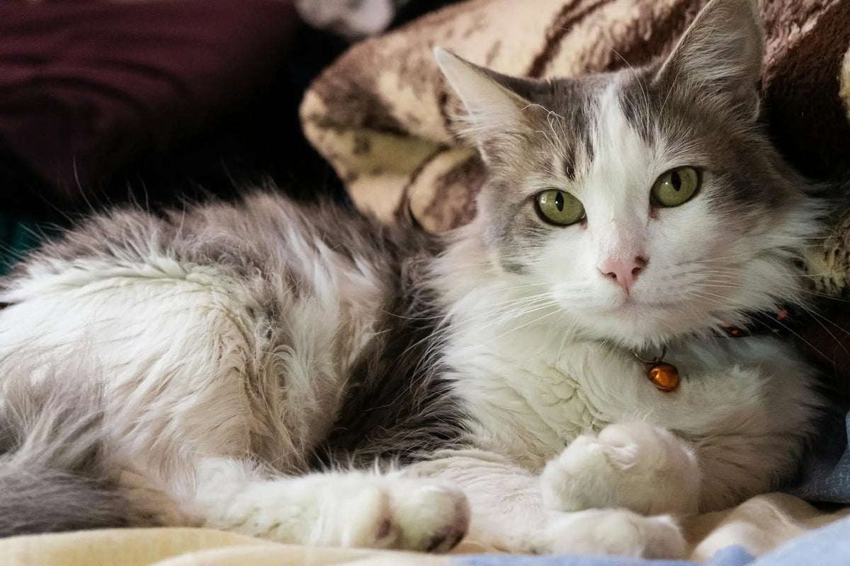 oude kat ligt op bank