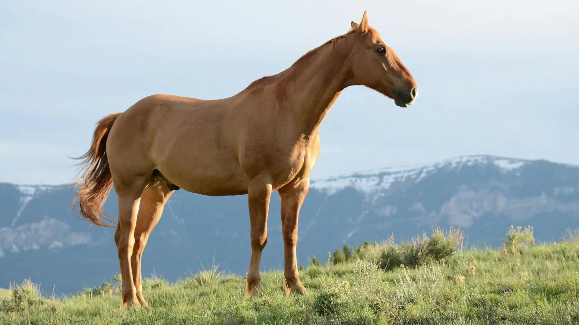 Rugpijn bij paarden - Zó herken en behandel je het