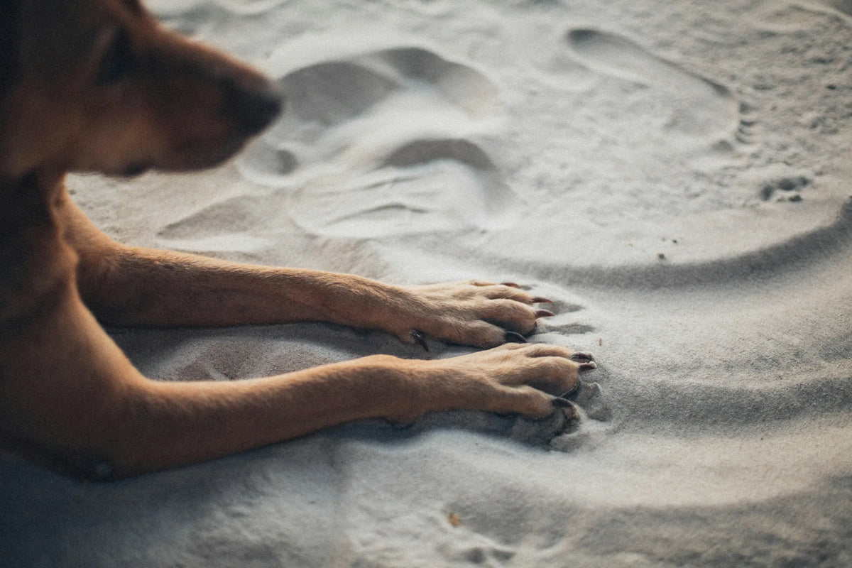 artrose bij honden hond ligt in het zand