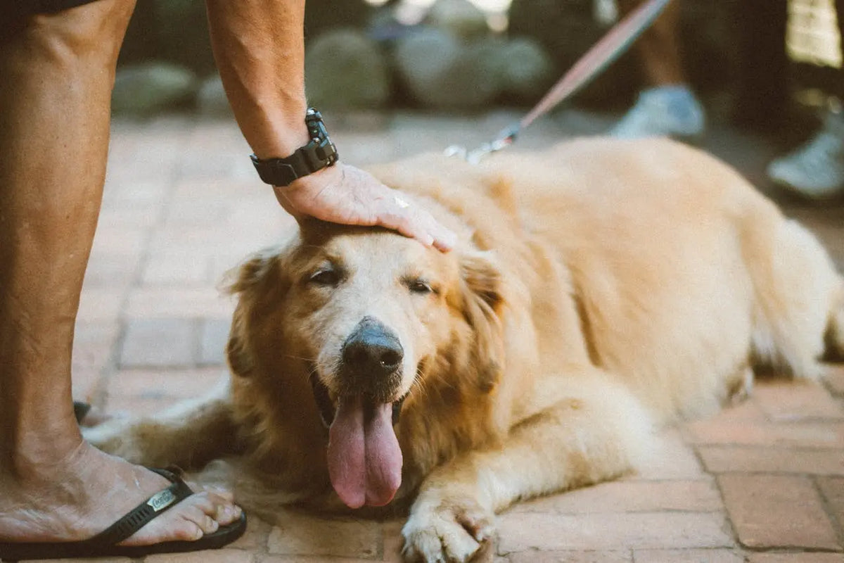 Huidproblemen hond: 5 handige tips om als baasje te helpen