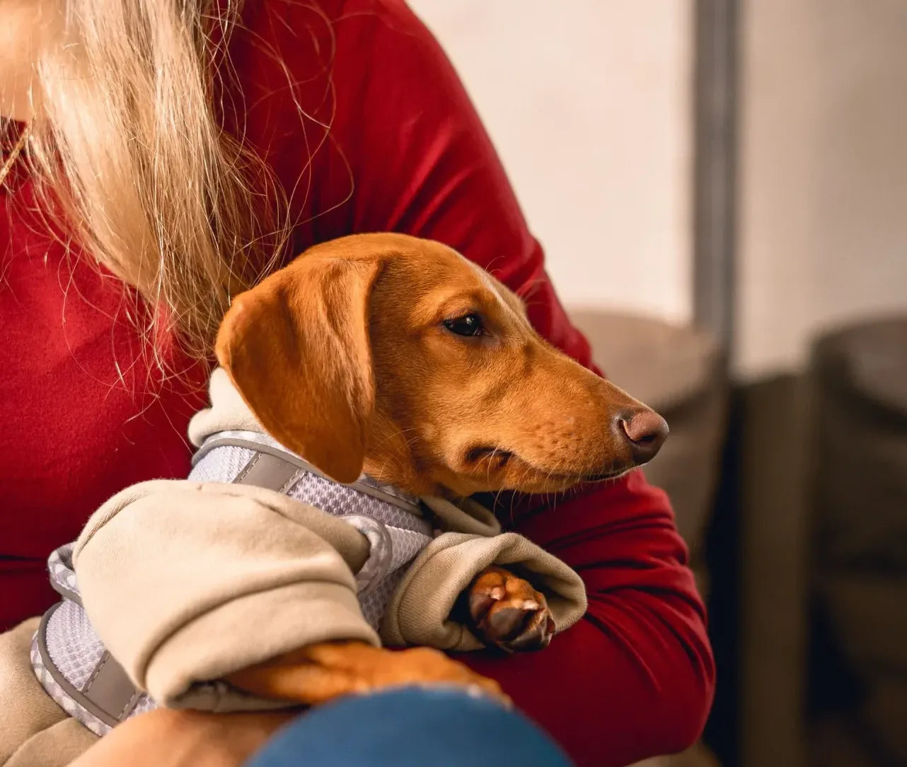 kleine schattige teckel met pododermatitis op schoot