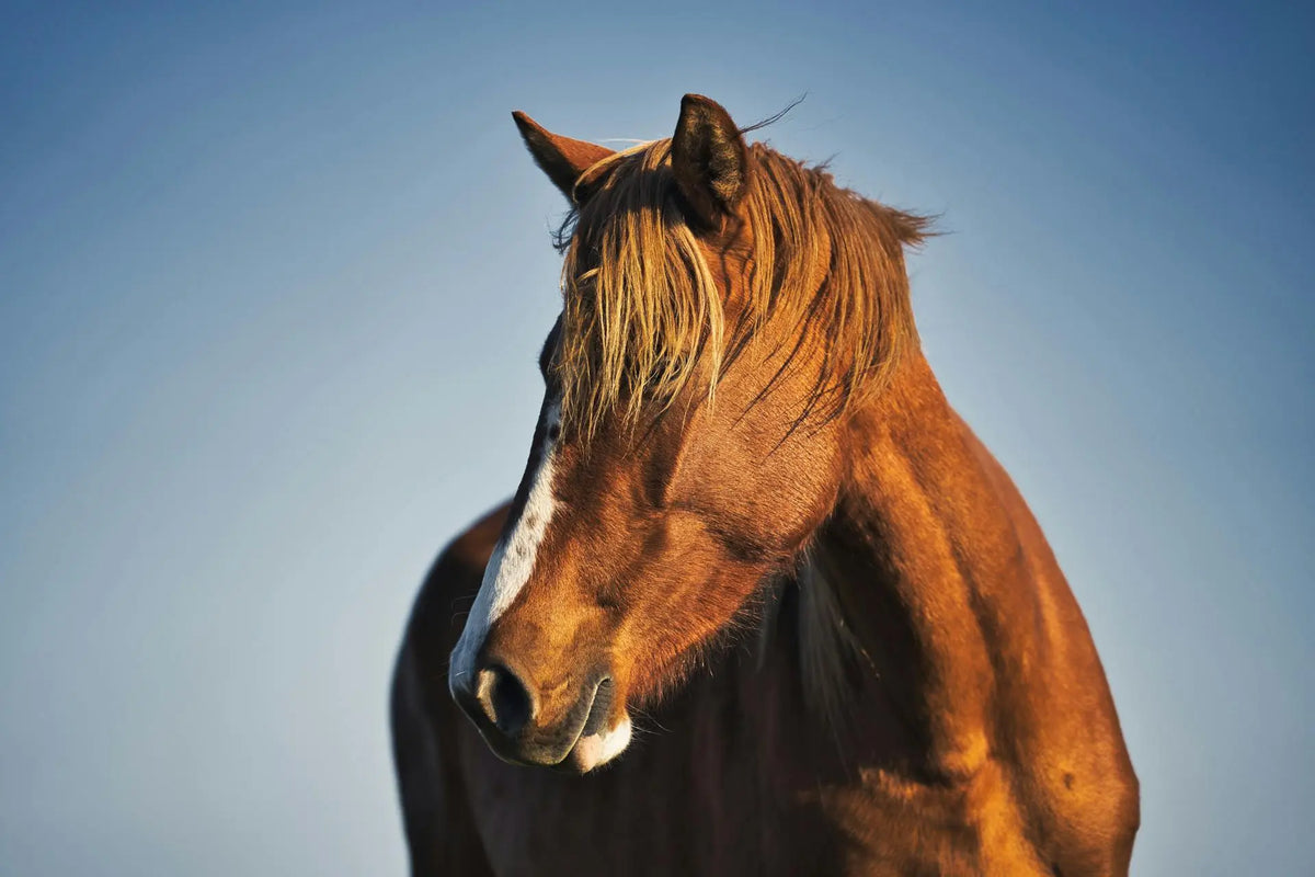 kreupelheid paard|kreupelheid wit paard rent door bak