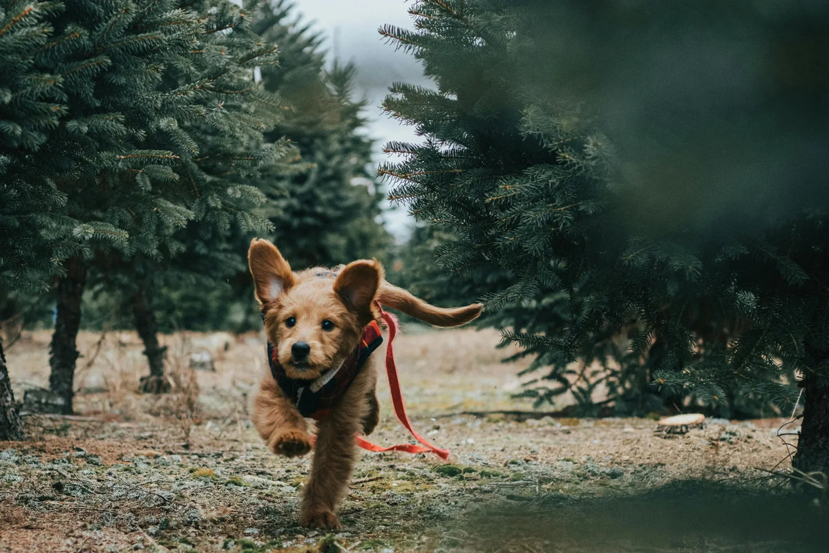 hond rent in het bos wond|