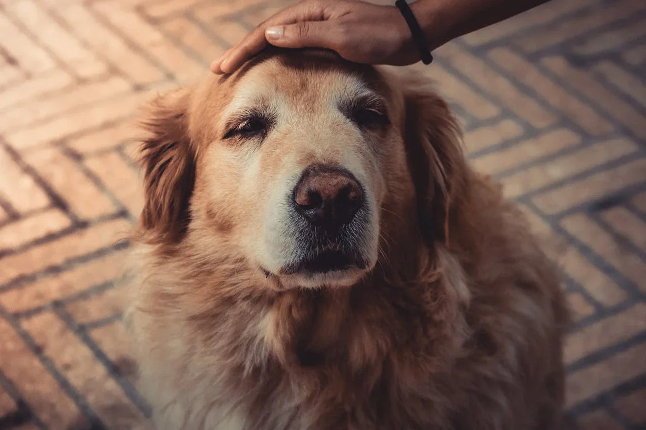 oude hond word op hoofd geaait|oude hond kijkt in de camera