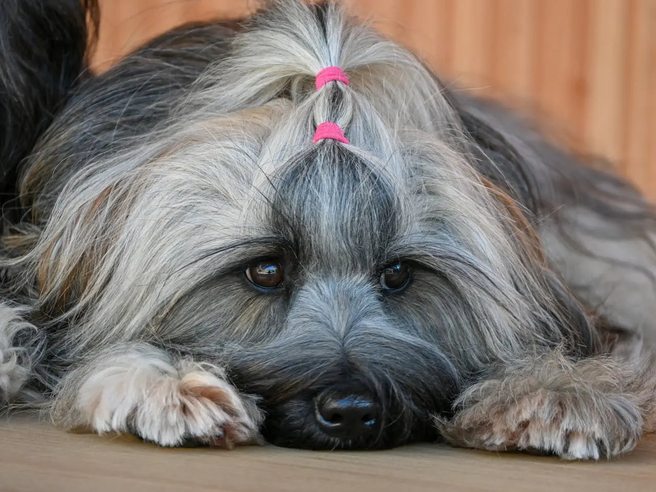 loopsheid van een hond|loopsheid van een hond