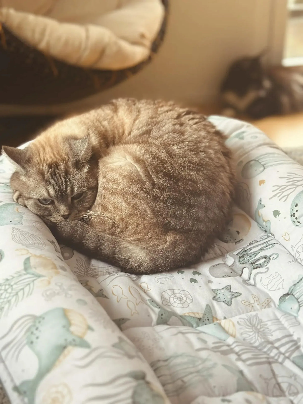 artrose kat|kat met artrose ligt te rollen op de grond