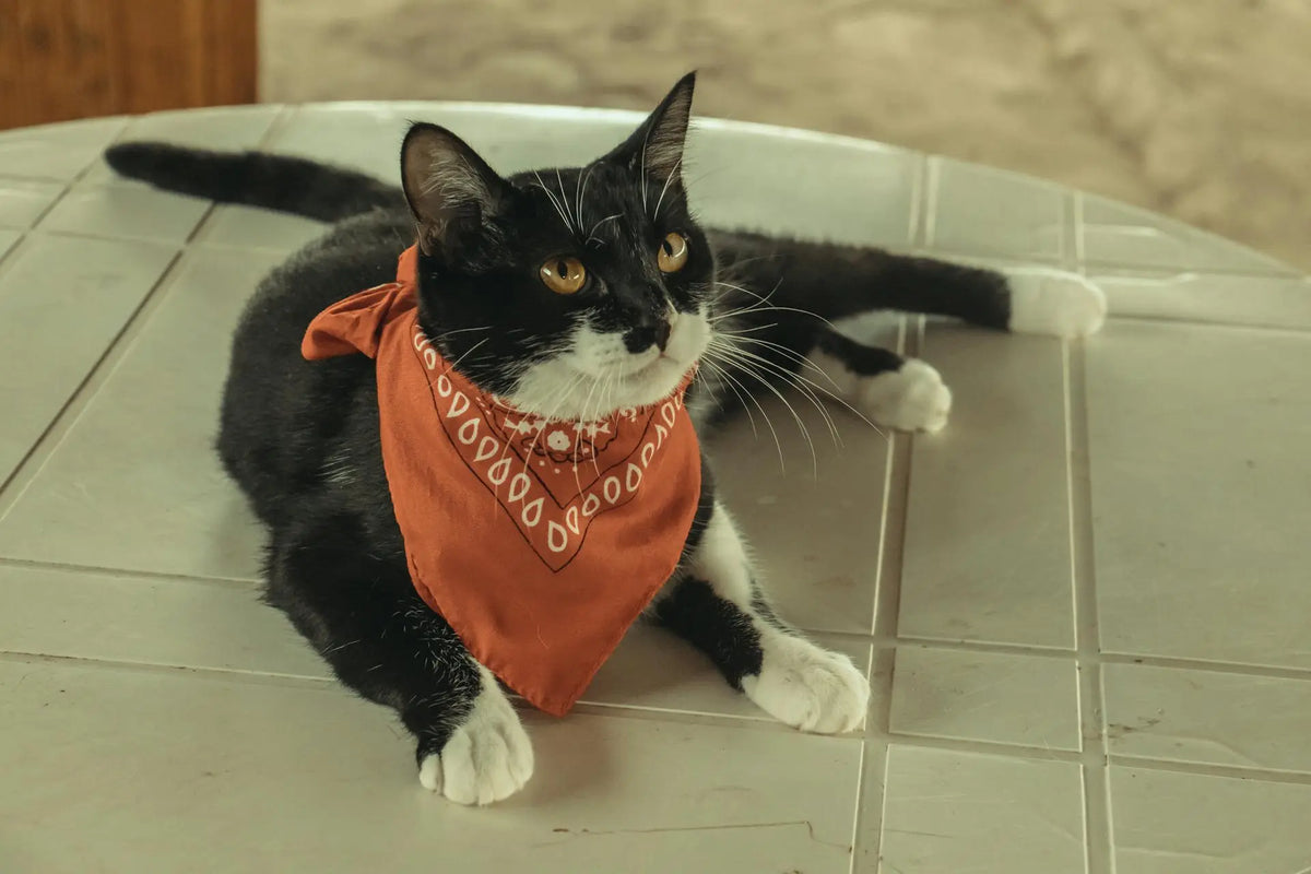 oorontsteking kat met rood sjaaltje|rood-witte kat ligt op de grond|
