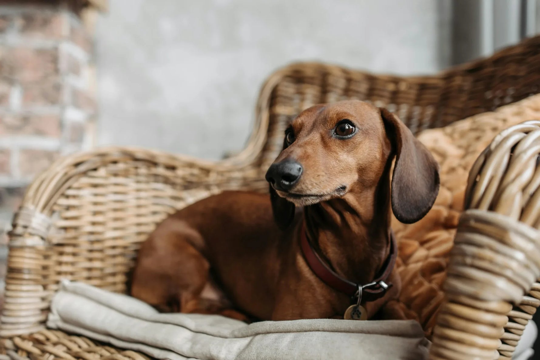 hond rugpijn hernia