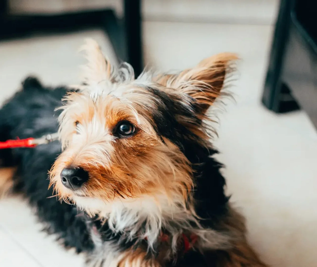 hond met kniepijn