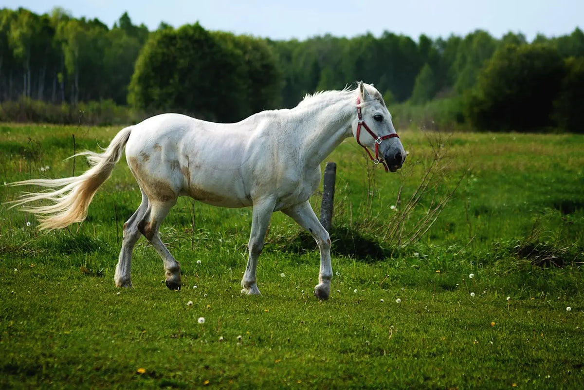 kissing spines paarden|kissing spines paarden