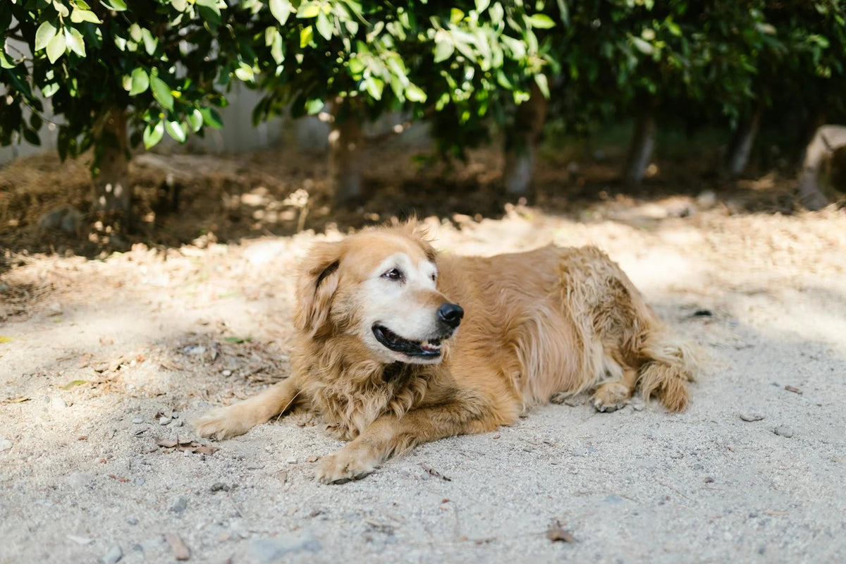 hond met hernia golden retriever op het zand|hond springt in groen grasveld