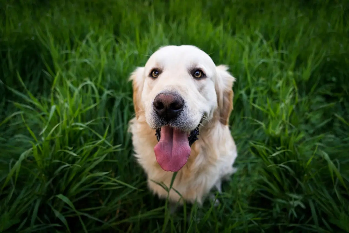 elleboogdysplasie hond|elleboogdysplasie hond