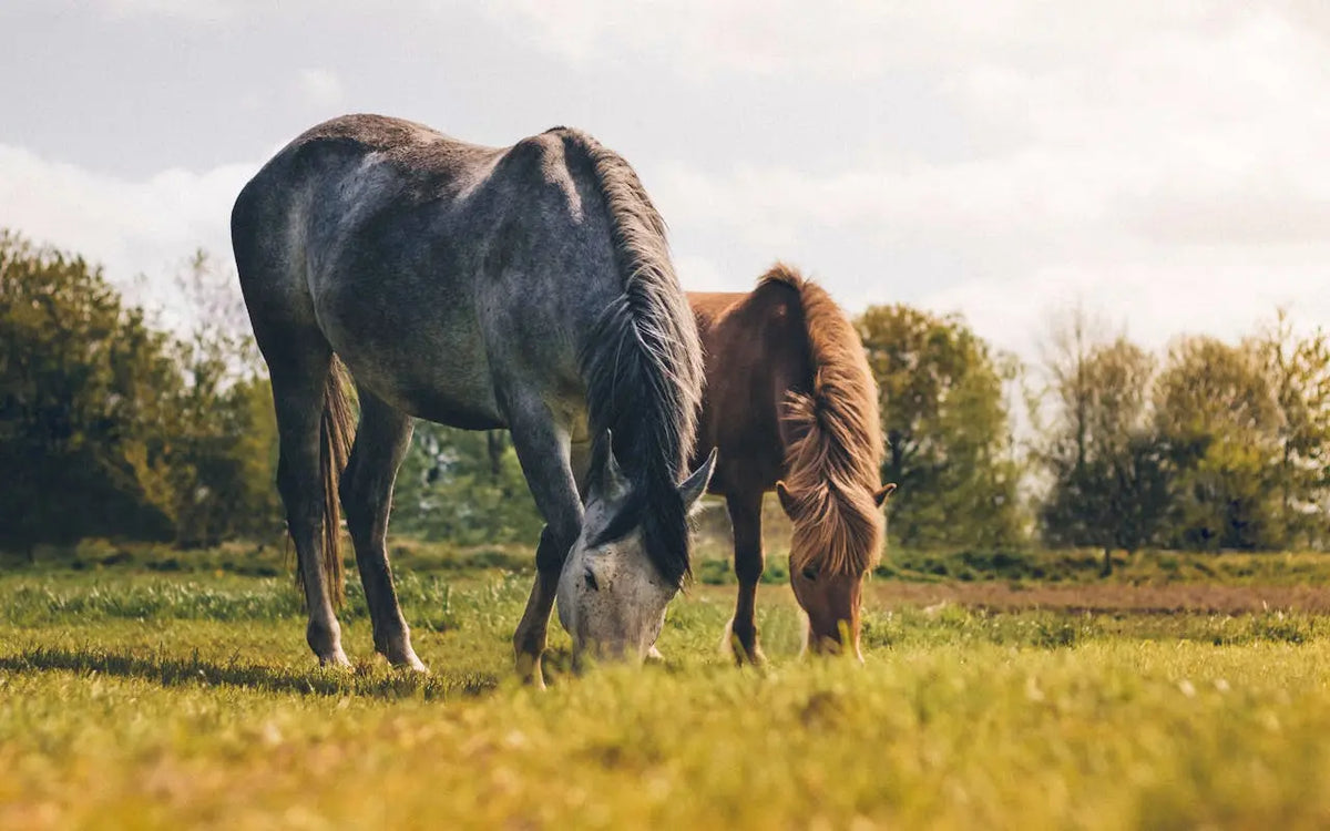 Hoefbevangenheid bij je paard? Hoe rood licht kan helpen