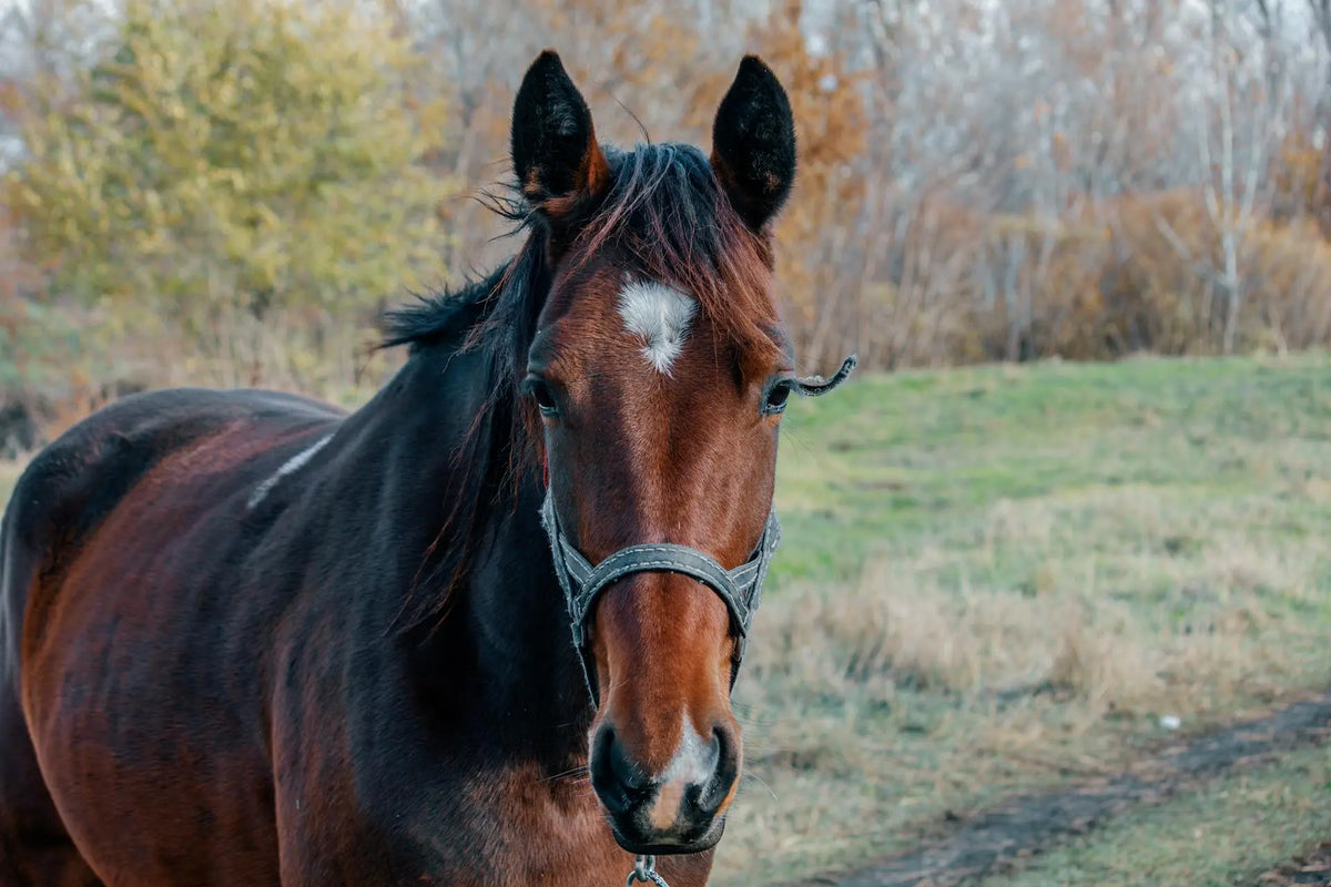 blessures bij paarden|blessures bij paarden wild wit paard in weiland