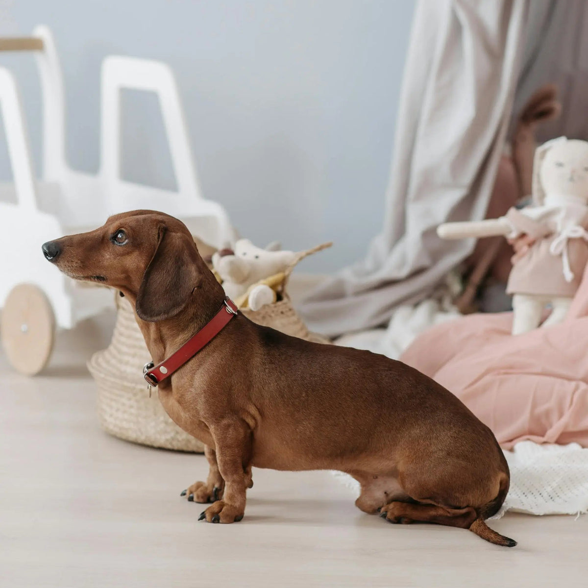 hernia bij honden en rood licht therapie