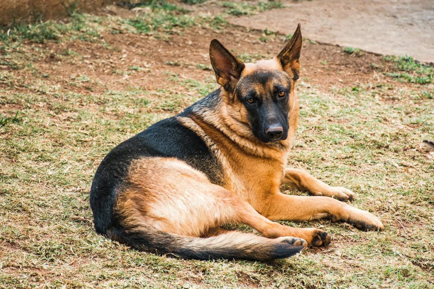 heupdysplasie bij honden rood licht therapie