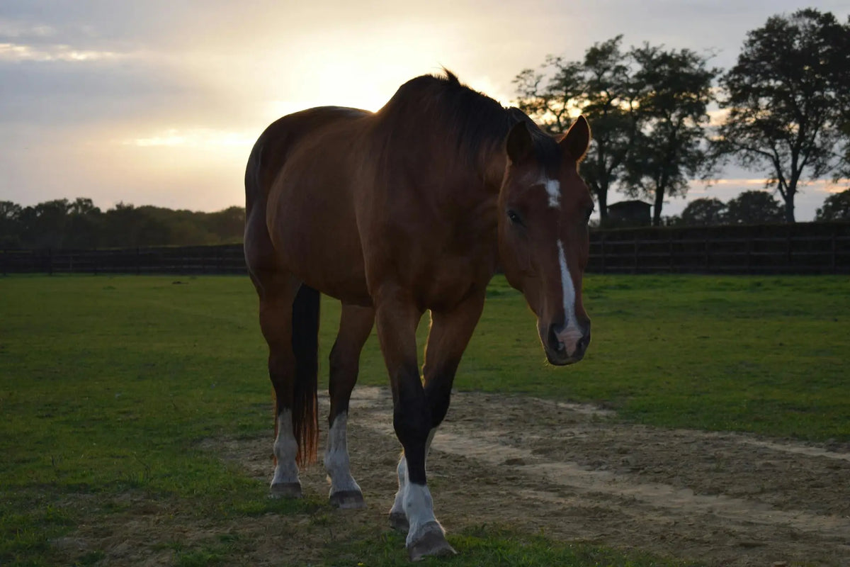 hoefbevangenheid paarden en rood licht therapie