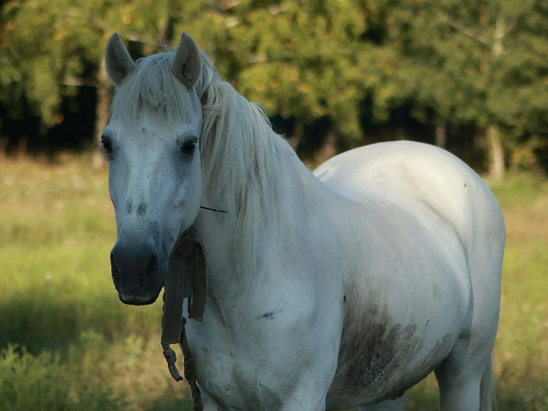 kissing spines bij paarden en rood licht therapie