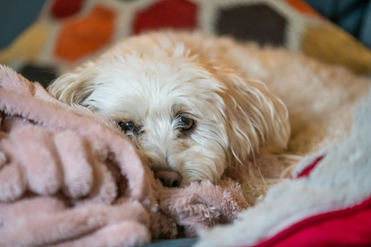 patella luxatie hond rood licht therapie