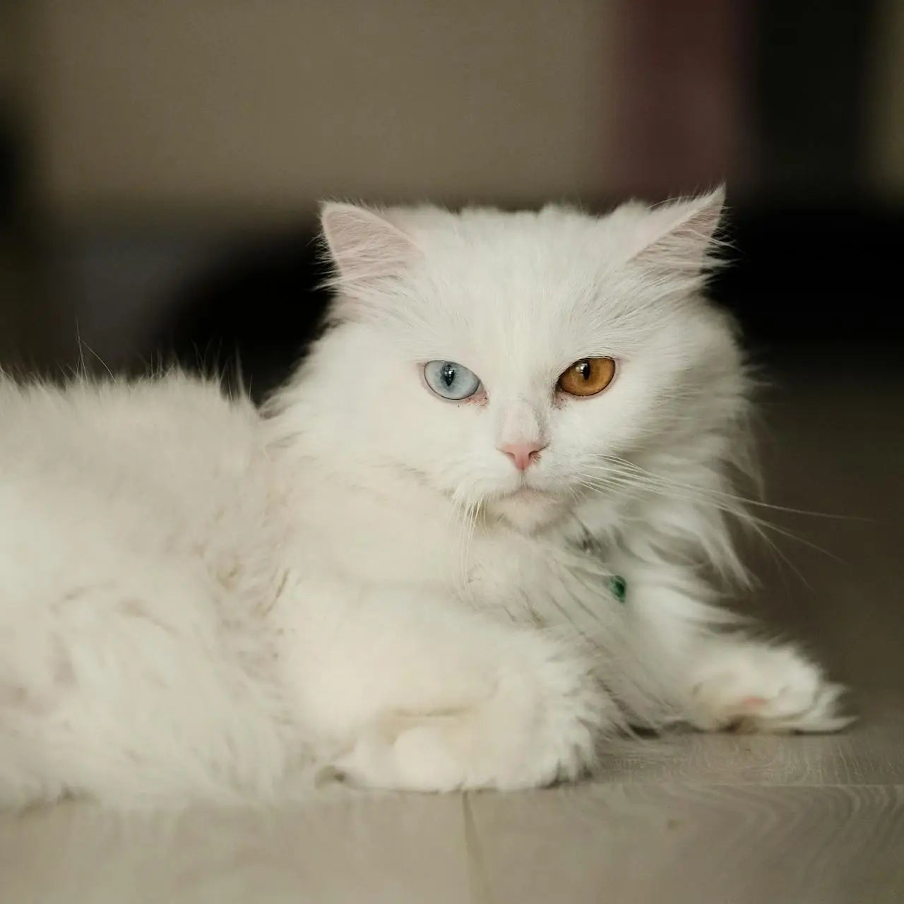rood licht therapie voor rugklachten bij katten