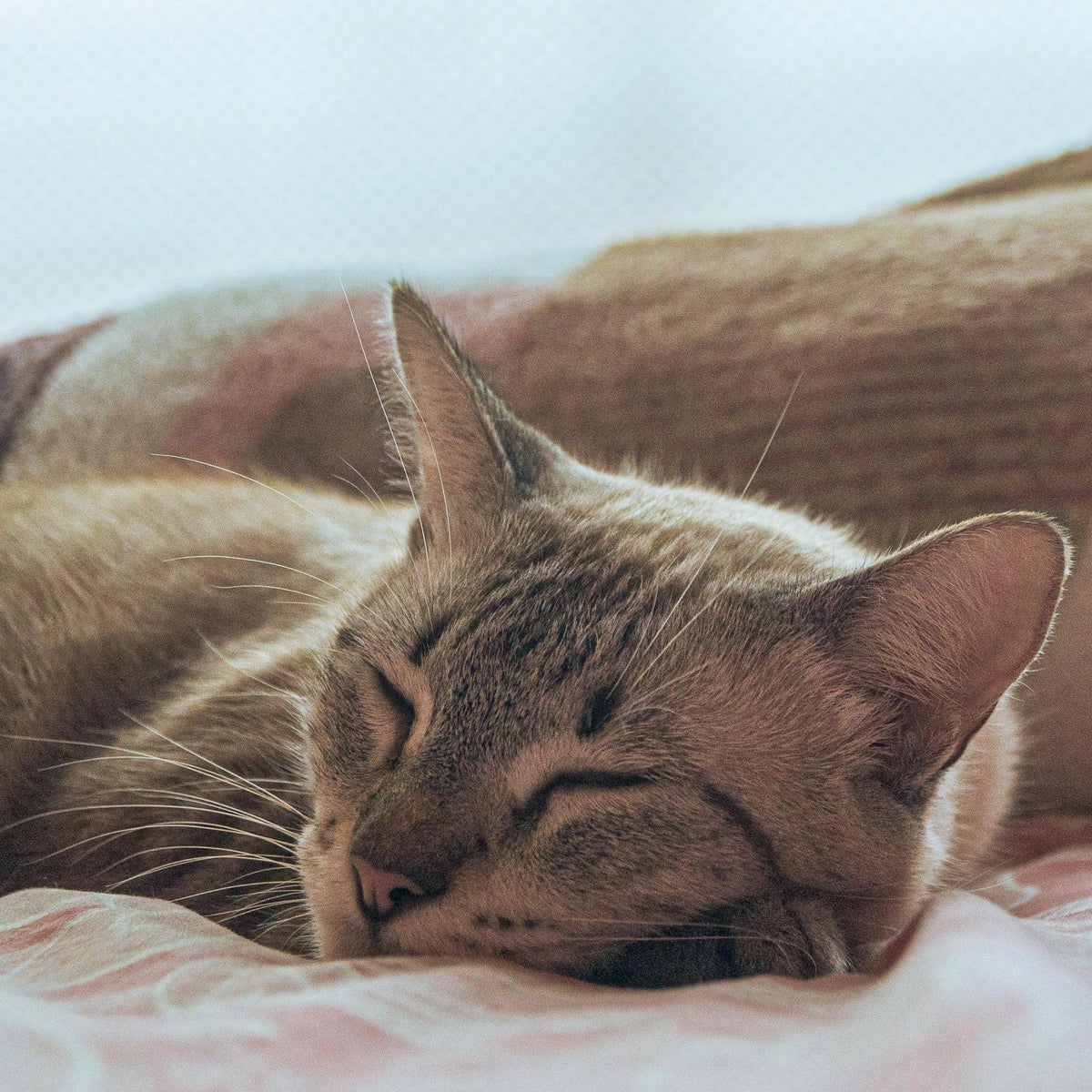 wond kat rood licht therapie